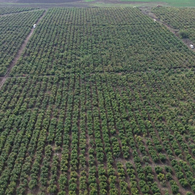 Osmaniye'de nar bahçesinde hasat başladı