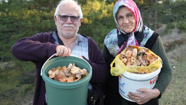 Kastamonu'da mantar bereketi: Kovayı alan ormanın yolunu tutuyor