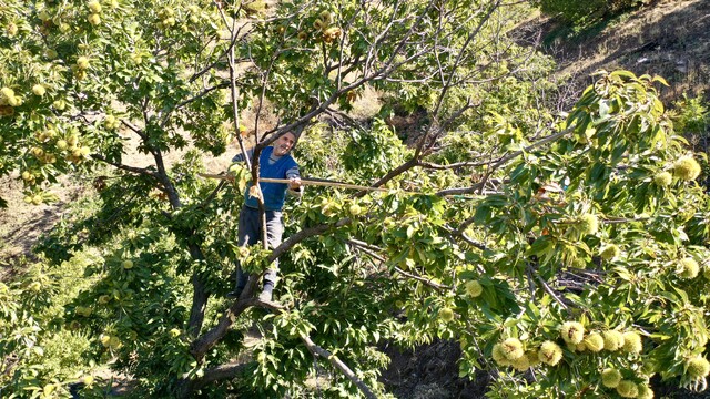 Galeri