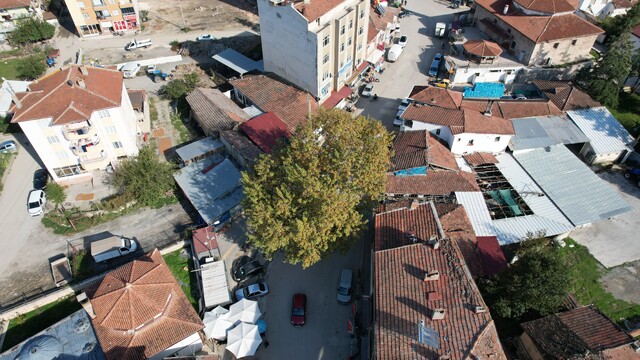 Bir zamanlar darağacı olarak kullanıldığı rivayet edilen çınar, ilçenin simgesi oldu