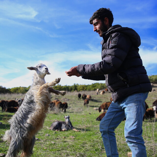 Göçerlerin Bingöl yaylalarından Diyarbakır'a bir ay sürecek yolculuğu başla...
