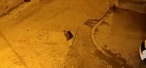 Kars'ta ayılar mahalleyi istila etti