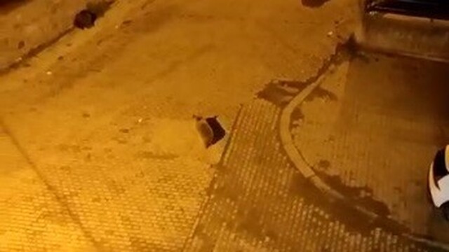 Kars'ta ayılar mahalleyi istila etti