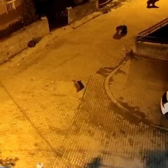 Kars'ta ayılar mahalleyi istila etti