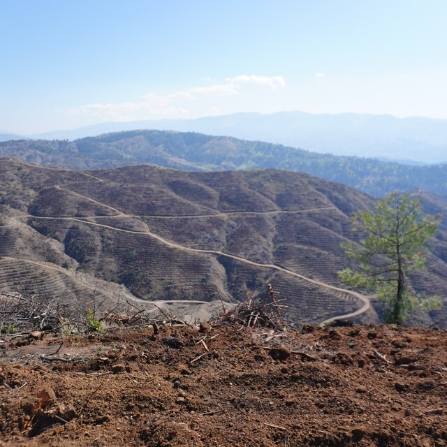 Kahramanmaraş'ta yanan ormanlara 1 milyon fidan dikilecek