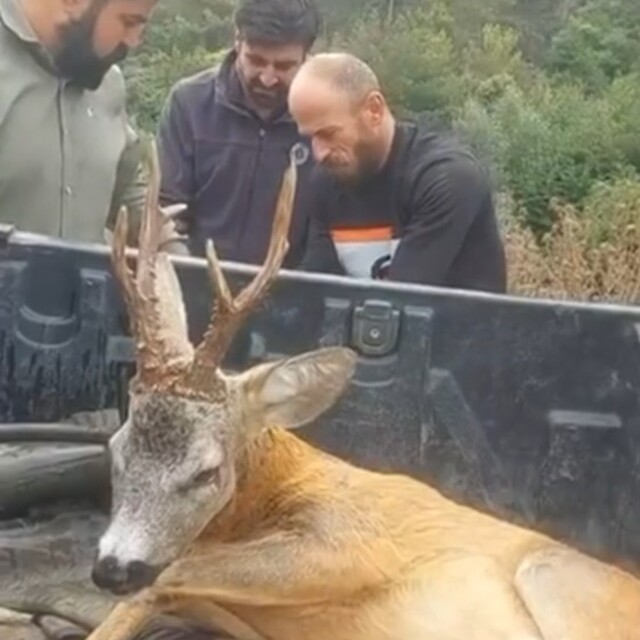 Yol kenarındaki bulduğu yaralı ceylanı ekiplere teslim etti