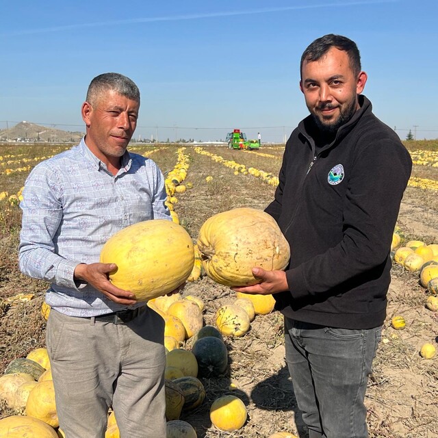 Nevşehir'de tescilli çerezlik çekirdek elde edilen kabakta hasat zamanı