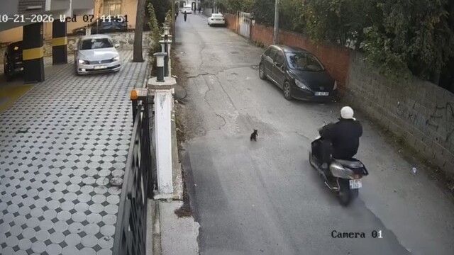 Osmaniye'de motosikletin çarptığı kedi öldü