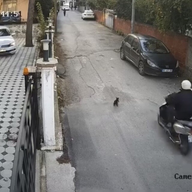 Osmaniye'de motosikletin çarptığı kedi öldü