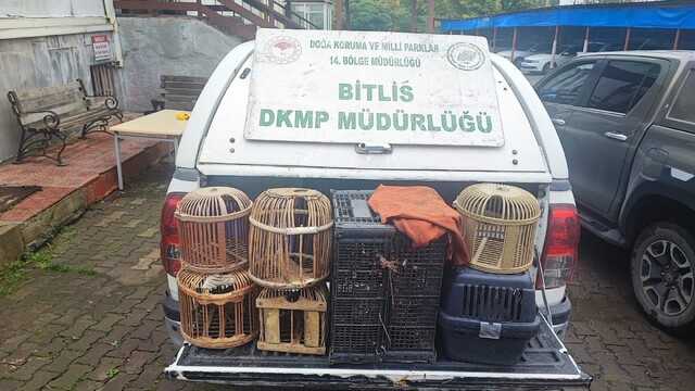 Bitlis'te kaçak avlanmış canlı keklikler doğaya salındı