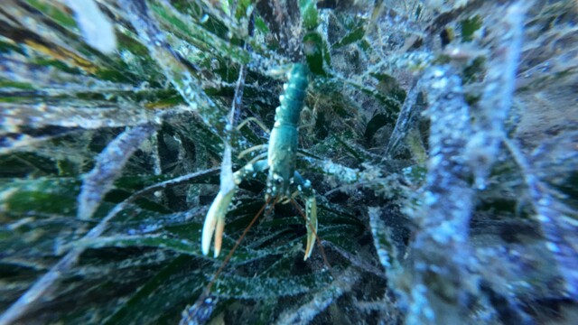 Galeri