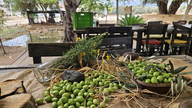 Antalya'da 'var yılı' olan zeytinde hasat zamanı