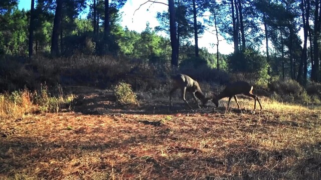 Ganos Dağları'nda nefes kesen mücadele: İki karaca boynuz boynuza