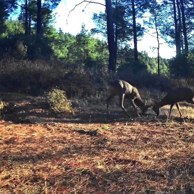Ganos Dağları'nda nefes kesen mücadele: İki karaca boynuz boynuza