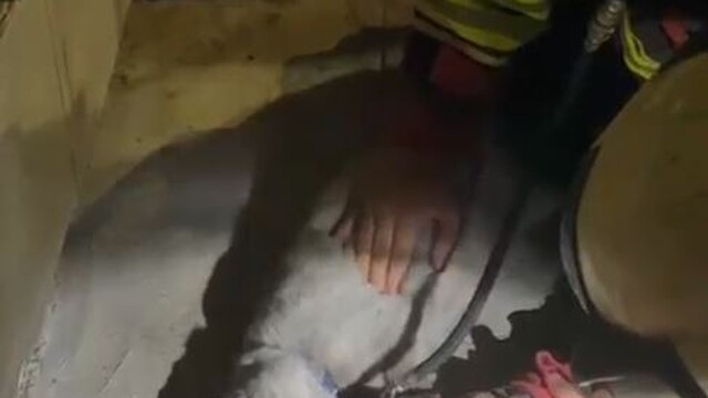 Yangında kurtarılan kediye oksijen desteği ve kalp masajı