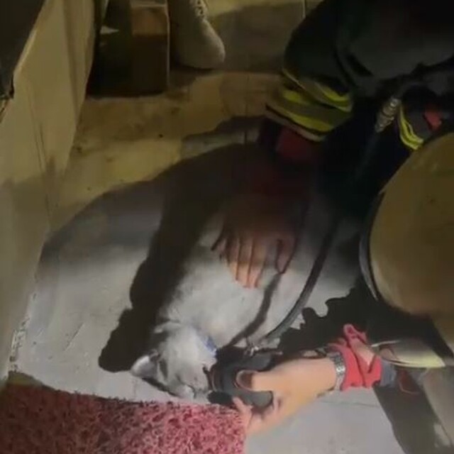 Yangında kurtarılan kediye oksijen desteği ve kalp masajı