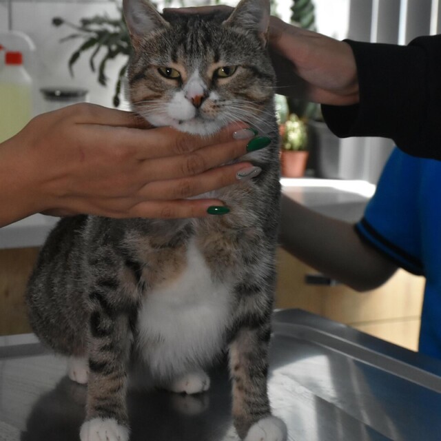 Ortaokul öğrencileri, yaralı kedi 'Kurabiye'nin tedavisi için harçlıklarını...