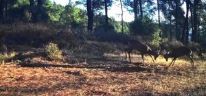 Karacaların boynuz boynuza kavgası fotokapanda