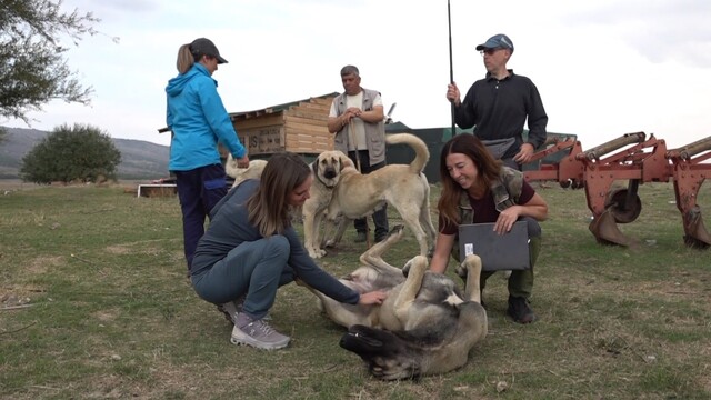 İtalyanlar Türk çoban köpeklerine hayran kaldı
10 kişilik İtalyan uzman heyet Türk çoban köpeklerini 1 ay boyunca Eskişehir'de inceledi
Christopher Paoletti:
"İtalya'daki köpekler havlıyor, buradakiler kurdun üzerine gidiyor"
"Köpeklerin koyunlarla nasıl iletişim kurduğunu, hangi sosyal dinamikleri ve rolleri üstlendiklerini gerçek hayatta gözlemlemek için Eskişehir'deyiz"
Elisa Malacrida:
"Köpeklerin grup içindeki görev dağılımları ve üstlendikleri roller beni inanılmaz derecede büyüledi"
"Sürünün bu kadar uyumlu çalışmasında ve işlerin yolunda gitmesinde çobanın sevk tarzı büyük bir başarıya sahip"