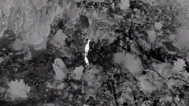 Akdağ'da kızıl geyikler termal dronla görüntülendi