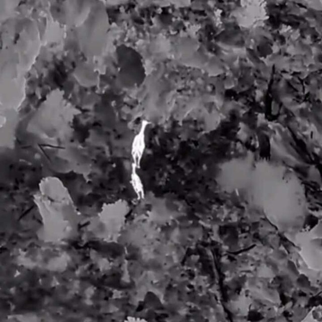 Akdağ'da kızıl geyikler termal dronla görüntülendi