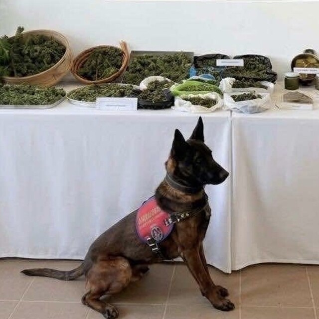 Çanakkale'de uyuşturucu operasyonunda bir şüpheli yakalandı