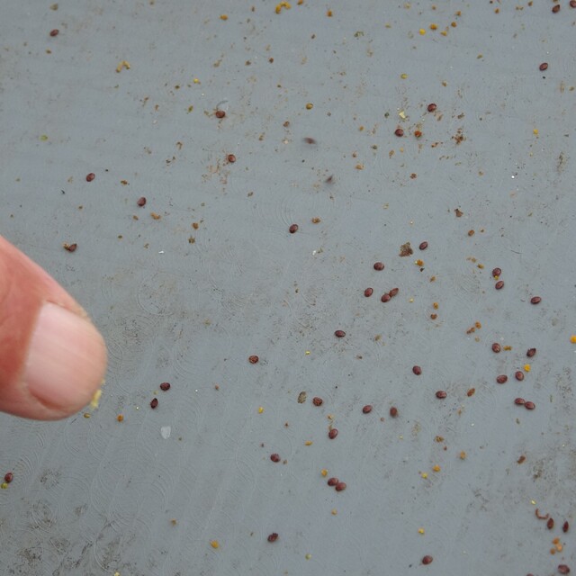 Arılı kovanların ilkbahara sağlıklı çıkması için varroa mücadelesi büyük ön...