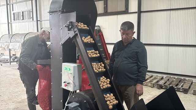 Dinar'da 100 bin ceviz ağacı yöre halkına kazanç sağlıyor