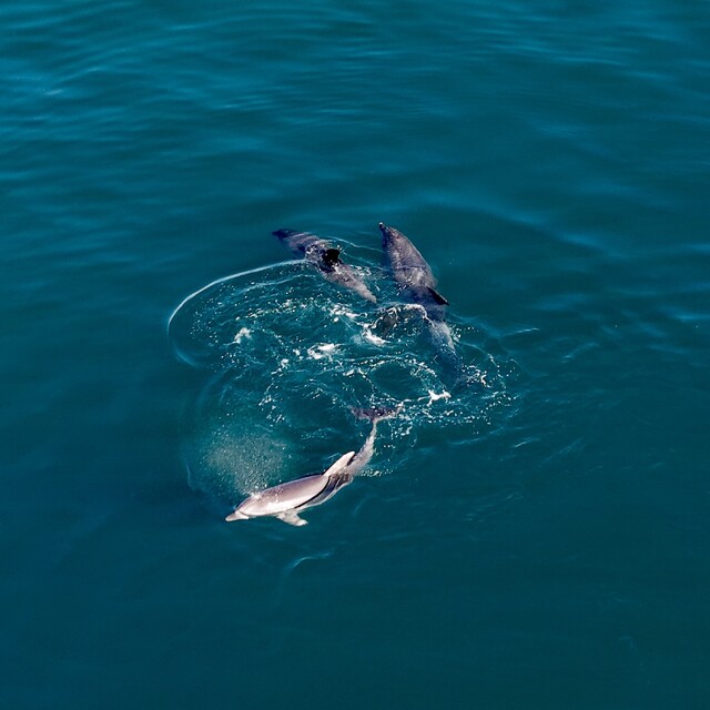 Karadeniz'de sürü halinde yüzen yunuslar dronla görüntülendi