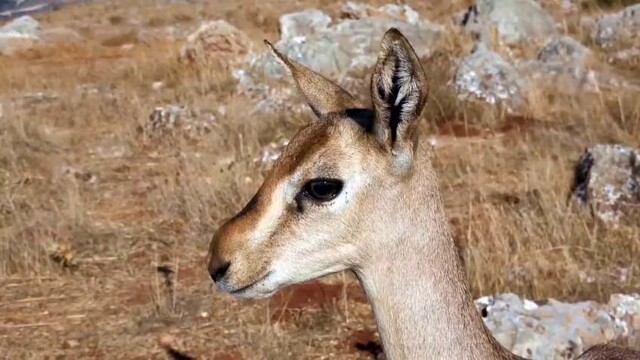 Dağ ceylanlarının yaşam merkezinde izinsiz toprağı süren kişiye para cezası