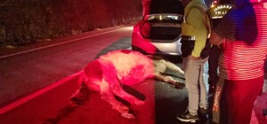 Bartın'da otomobil büyükbaş hayvana çarptı: 1 yaralı