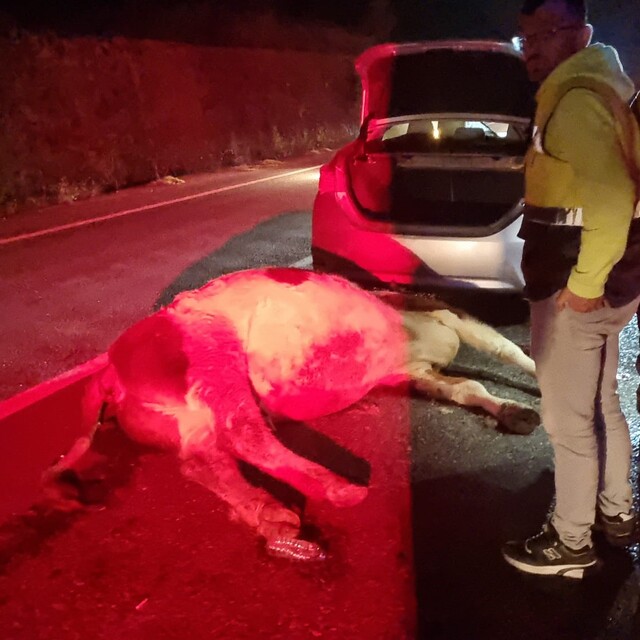 Bartın'da otomobil büyükbaş hayvana çarptı: 1 yaralı