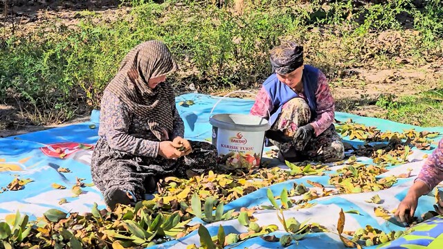 Sındırgı'da ceviz rekoltesi üreticiyi sevindirdi