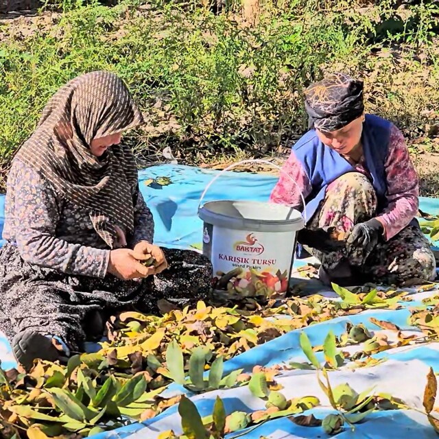 Sındırgı'da ceviz rekoltesi üreticiyi sevindirdi