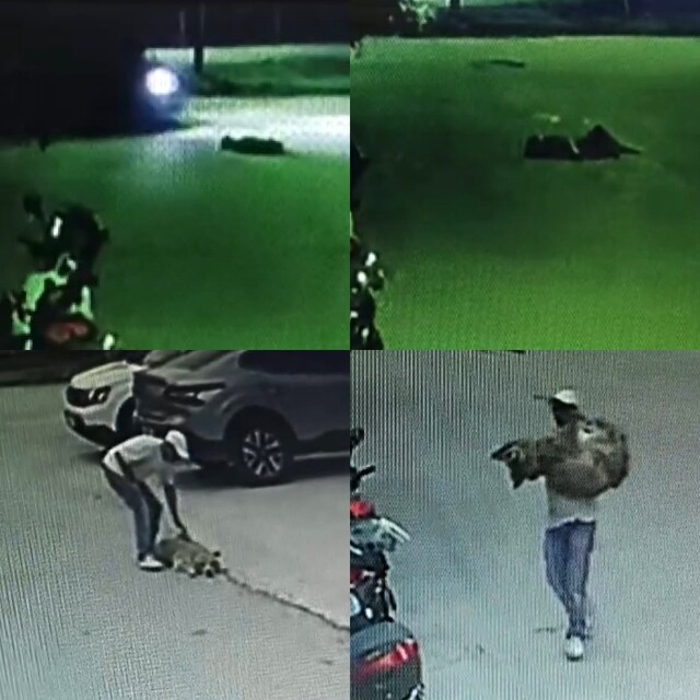 Araçla ezilen köpek kurtarılamadı