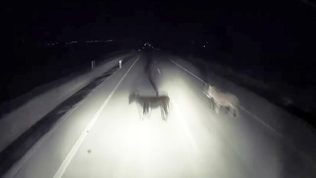 Tırın eşeklere çarpma anı kameralara yansıdı