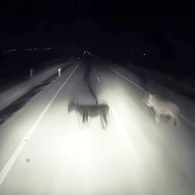 Tırın eşeklere çarpma anı kameralara yansıdı