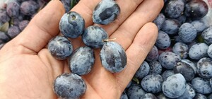 Eskişehir'in mikroklima havzasında zeytin bereketi