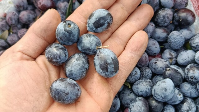 Eskişehir'in mikroklima havzasında zeytin bereketi