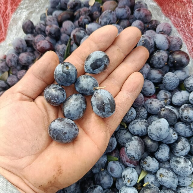 Eskişehir'in mikroklima havzasında zeytin bereketi