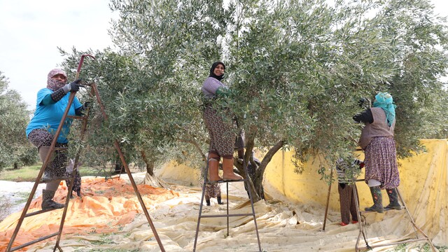 Aydın'da zeytin hasadı başladı