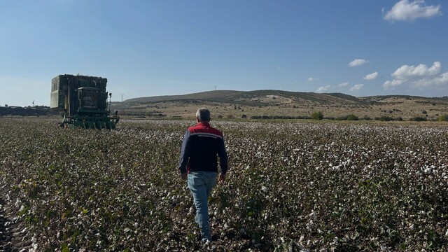 Aliağa'da beyaz altın hasadı başladı