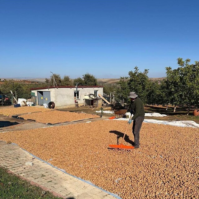 Beyşehir'de ceviz mesaisi hızlandı