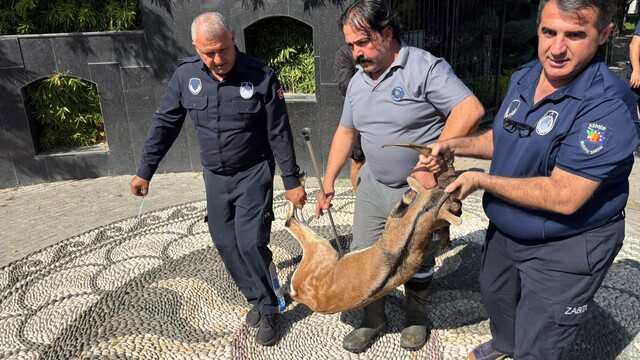 Kemer'de yaralı bulunan dağ keçisi tedavi altına alındı