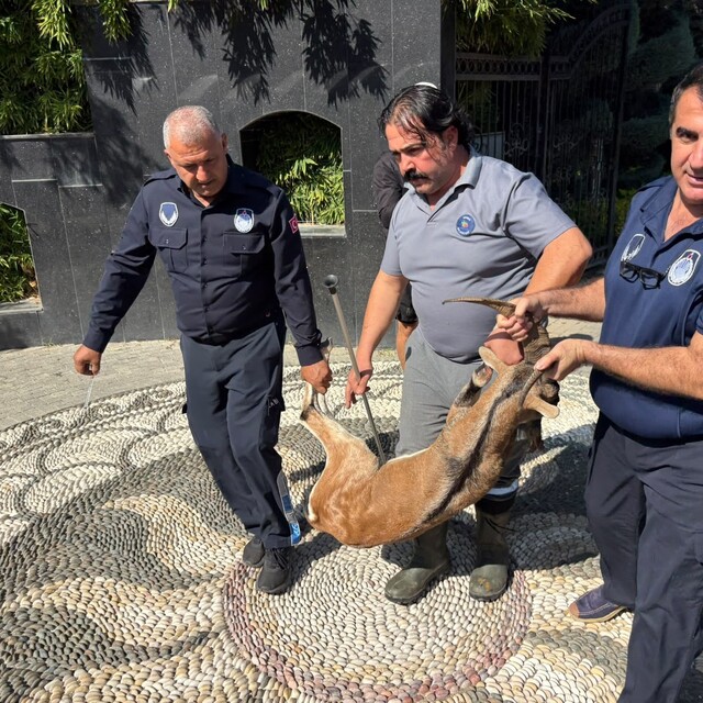 Kemer'de yaralı bulunan dağ keçisi tedavi altına alındı