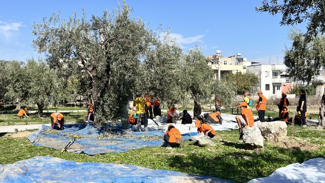 Mersin'de zeytinler lösemi tedavisi gören çocuklar için hasat edildi