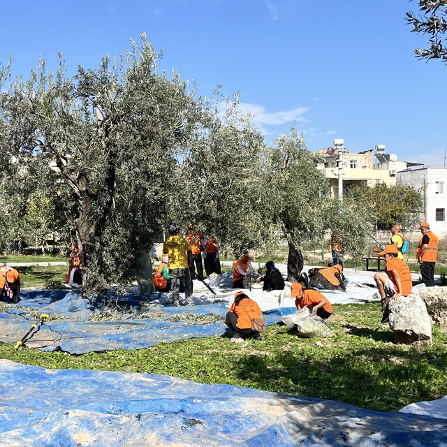 Mersin'de zeytinler lösemi tedavisi gören çocuklar için hasat edildi