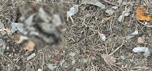 Çöp konteynerinin yanında vücutlarında kesikler olan 2 yavru kedi ölü bulundu