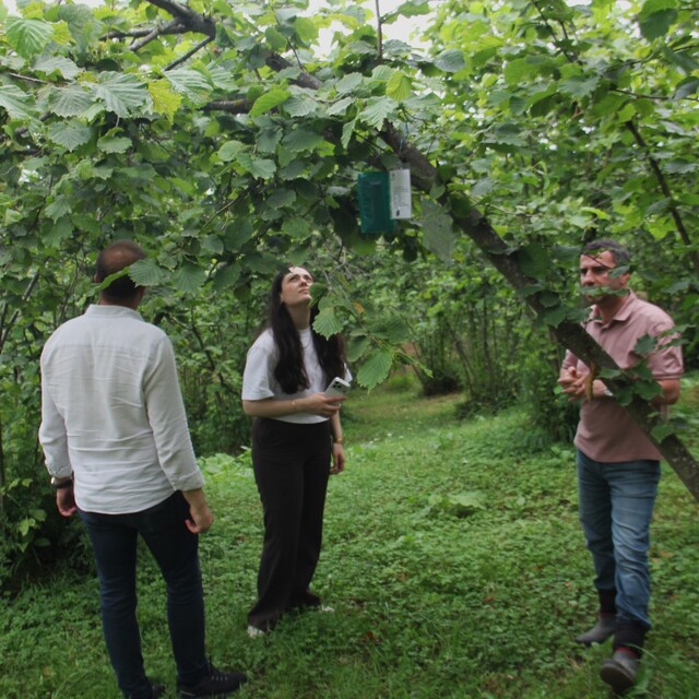 Karadeniz'de istilacı böcek kabusuna 'siber' kalkan