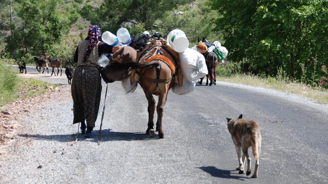 Yörüklerin Toroslar'dan sahile dönüş yolculuğu başladı
Toroslarda 5 aylık yayla mesaisi sona erdi, dönüş yolculuğu bile 10 gün sürdü